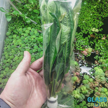 Load and play video in Gallery viewer, Bunch Temple Plant (Hygrophila Corymbosa)
