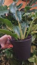 Load and play video in Gallery viewer, Philodendron Jungle Boogie Rooted Stems or Pots
