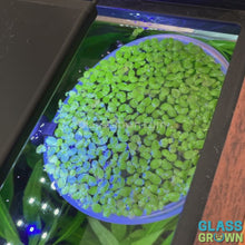 Load and play video in Gallery viewer, Giant Duckweed 2oz Portion
