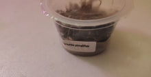Load and play video in Gallery viewer, Tissue Culture Hygrophila Pinnatifida
