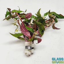Load and play video in Gallery viewer, Scarlet Temple (Alternanthera Reineckii)
