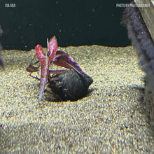 Load and play video in Gallery viewer, Red Tiger Lotus Bulb
