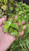 Load and play video in Gallery viewer, Bucephalandra Venus Mini 3&quot; Clumps
