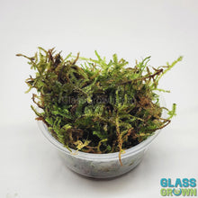 Load and play video in Gallery viewer, Christmas Moss 2oz Portion
