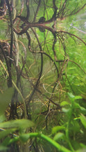 Load and play video in Gallery viewer, Mystery Endlers 6 Pack
