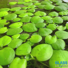 Load and play video in Gallery viewer, Frogbit 4oz Cup Portion
