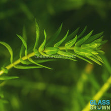 Load and play video in Gallery viewer, Bunch Anacharis (Elodea or Waterweed)
