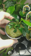 Load and play video in Gallery viewer, Potted Anubias Coffeefolia
