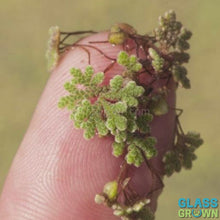 Load and play video in Gallery viewer, Azolla Fairy Moss Floaters 2oz Portion
