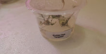 Load and play video in Gallery viewer, Tissue Culture Anubias Nana &quot;Variegated&quot;
