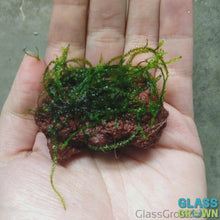 Load and play video in Gallery viewer, Java on a Lava! Java Moss on a Lava Rock
