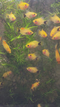 Load and play video in Gallery viewer, Mickey Mouse Platy 6 Pack
