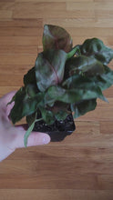 Load and play video in Gallery viewer, Red Syngonium Arrowhead Plant 3&quot; Pot
