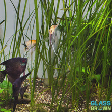 Load and play video in Gallery viewer, Italian Vallisneria 3 Pack
