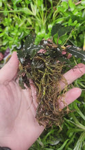 Load and play video in Gallery viewer, Bucephalandra Red Purple 3&quot; Clumps
