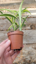 Load and play video in Gallery viewer, Striped Lucky Bamboo 2&quot; Pot

