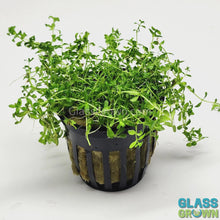 Load and play video in Gallery viewer, Potted Pearlweed
