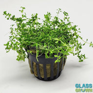Potted Pearlweed