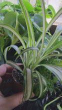 Load and play video in Gallery viewer, Spider Plant 2&quot; Pot
