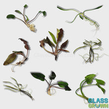 Load and play video in Gallery viewer, Mystery Cryptocoryne
