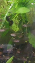 Load and play video in Gallery viewer, White Fin Pink Jewel Tetras 6 Pack

