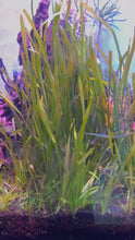 Load and play video in Gallery viewer, True Sagittaria Subulata 10 Rosettes/Nodes
