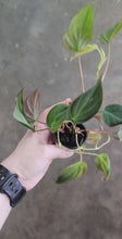 Load and play video in Gallery viewer, Philodendron Micans Stem Rooted Stems or Pots
