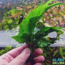Load and play video in Gallery viewer, Broadleaf Bolbitis
