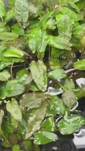 Load and play video in Gallery viewer, Cryptocoryne Wendtii &quot;Bronze&quot;
