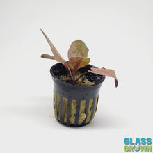 Load and play video in Gallery viewer, Potted Cryptocoryne Wendtii Flamingo
