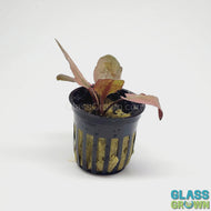 Potted Cryptocoryne Wendtii Flamingo