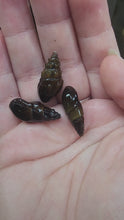 Load and play video in Gallery viewer, RARE Prambanan Snails 3 Pack
