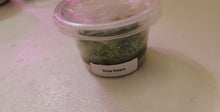 Load and play video in Gallery viewer, Tissue Culture Riccia Fluitans
