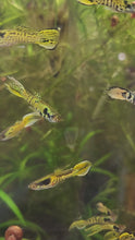Load and play video in Gallery viewer, Mystery Endlers 6 Pack
