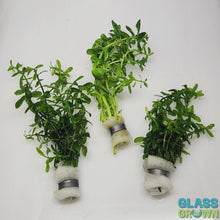 Load and play video in Gallery viewer, Bunch Moneywort (Bacopa Monnieri)

