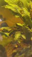 Load and play video in Gallery viewer, Cryptocoryne Wendtii &quot;Bronze&quot;
