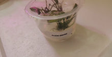 Load and play video in Gallery viewer, Tissue Culture Anubias Barteri &#39;Gigantea&#39;
