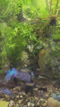 Load and play video in Gallery viewer, Red Neon Blue Eye Rainbowfish 6 Pack
