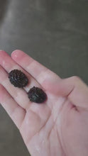 Load and play video in Gallery viewer, Sea Mine (King Koopa or Durian) Nerite Snail 3 Pack
