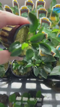 Load and play video in Gallery viewer, Potted Anubias Nana Petite
