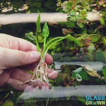 Load and play video in Gallery viewer, Cryptocoryne Pontederiifolia
