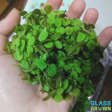 Load and play video in Gallery viewer, Mixed Floating Aquarium Plants 4oz Cup - Live Freshwater Floaters for Betta Shrimp Fry Safe
