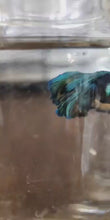 Load and play video in Gallery viewer, Male Mustard Gas Halfmoon Betta
