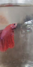 Load and play video in Gallery viewer, Male Super Red Halfmoon Betta

