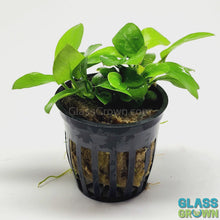 Load and play video in Gallery viewer, Potted Anubias Nana Gold
