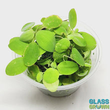 Load and play video in Gallery viewer, Dwarf Water Lettuce 4 oz portion

