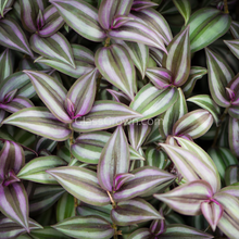 Load image into Gallery viewer, 1 CENT SAMPLE Mystery Filter Plant Stem-Potted Houseplants-Glass Grown Aquatics-Glass Grown Aquatics-Aquarium live fish plants, decor
