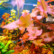 Load image into Gallery viewer, Done For You Plant Package, 12 Full Size (High Light, Co2 Required)-Aquatic Plants-Glass Grown Aquatics-12 Plants-Glass Grown Aquatics-Aquarium live fish plants, decor
