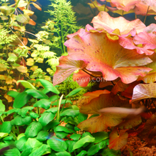 Load image into Gallery viewer, Done For You Plant Package, 12 Full Size (High Light, Co2 Required)-Aquatic Plants-Glass Grown Aquatics-12 Plants-Glass Grown Aquatics-Aquarium live fish plants, decor
