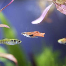 Load image into Gallery viewer, Mystery Endlers 6 Pack-Live Animals-Glass Grown-School of 6-Glass Grown Aquatics-Aquarium live fish plants, decor
